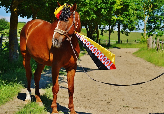 茵场上的亮 茵场上的亮