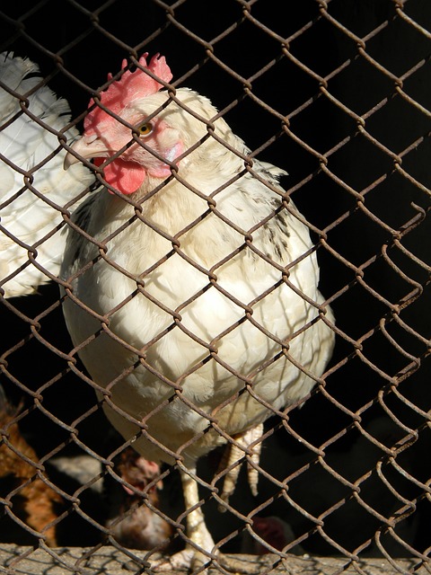 鹈鹕队在本赛季剩余的时间里关闭了锡安·威廉姆森，CJ·麦科勒姆.